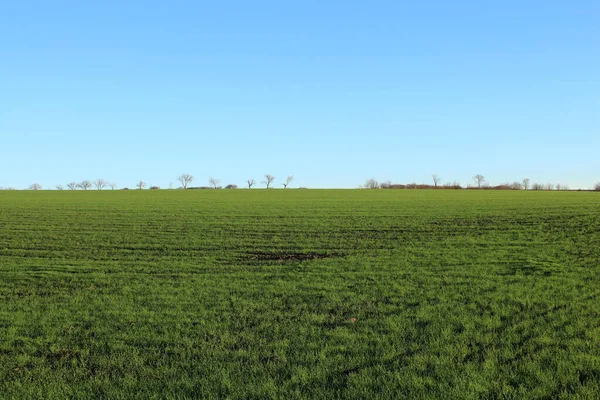Baharda yeşil çimenler ve mavi gökyüzü..