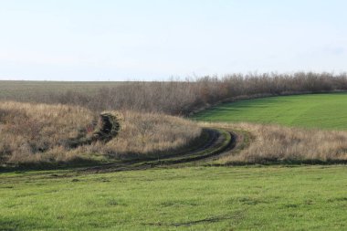 Bir çim ve ağaç tarlası.