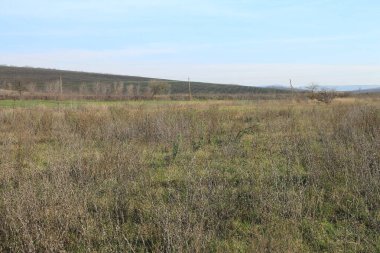 Bir çim ve ağaç tarlası.