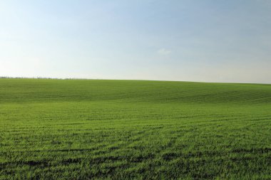 yeşil buğday ve mavi gökyüzü alanı