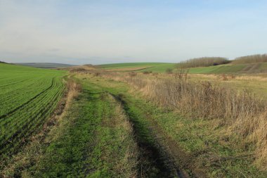Kırsalda güzel bir yeşil çimen ve ağaç görüntüsü.
