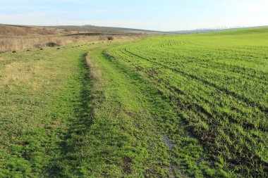 Baharda yeşil çim tarlası