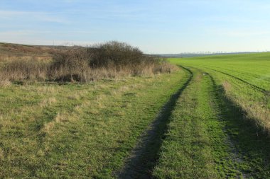 Tarlanın güzel bir görüntüsü ve arka planda bir ağaç.