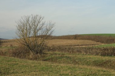 Mavi gökyüzü olan yeşil bir arazide güzel bir manzara.