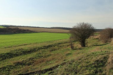 Ağaçlı ve bulutlu bir tarla.