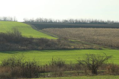 Yeşil tarla ve kırsalda bir ağaç.