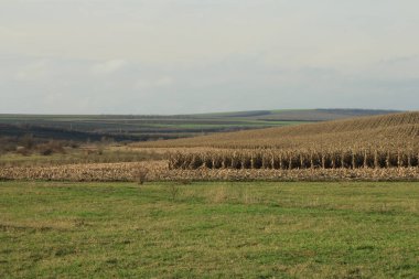Sonbaharda buğday tarlası