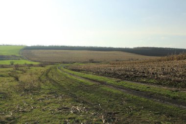Yeşil buğday tarlası.