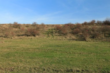 Ormanda sonbahar çayırı