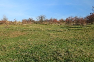 Ormanın güzel doğası