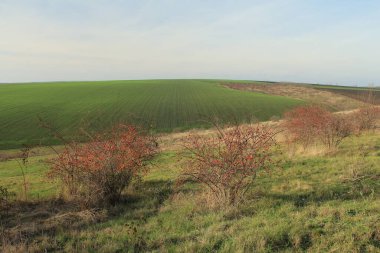 Tarlalı ve ağaçlı manzara