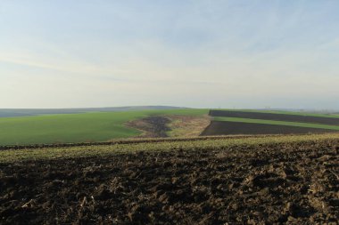 yeşil tarla ve mavi gökyüzü