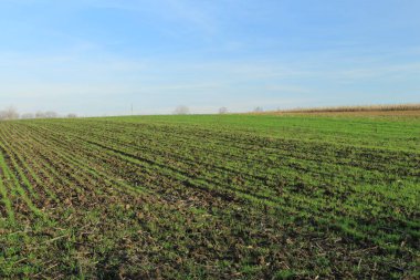 yeşil çimenler tarlada