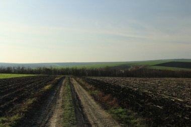 Buğday tarlası ve mavi gökyüzü olan güzel bir manzara.