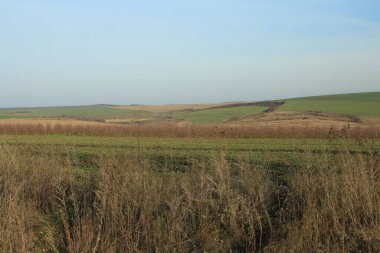Çimen tarlası olan bir manzara