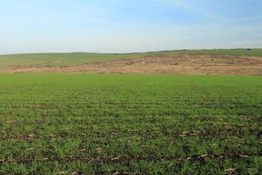 yeşil çimenler ve mavi gökyüzü ile bahar manzarası