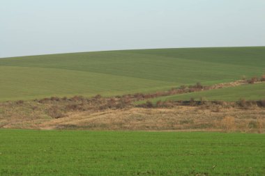 Yeşil çimenlerle ve bulutlu gökyüzüyle güzel bir manzara.