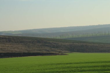 Yeşil tarlaların ve mavi gökyüzünün manzarası