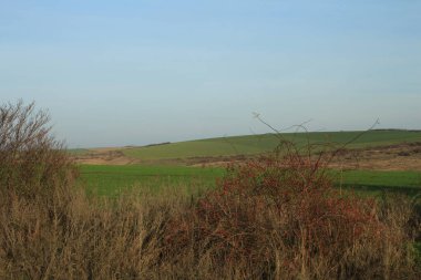 Ağaç tarlası olan bir manzara
