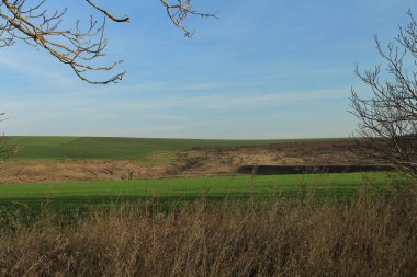 yeşil çimenler tarlada