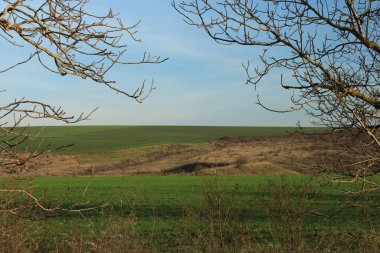 green fields with a large tree