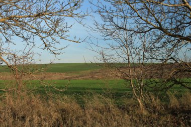 Ağaçlarla ve mavi gökyüzüyle manzara