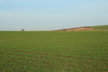 Güzel yeşil arazi ve beyaz bulutlu mavi bir gökyüzü.