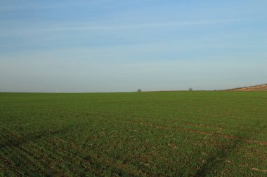 yeşil buğday tarlası, tarım
