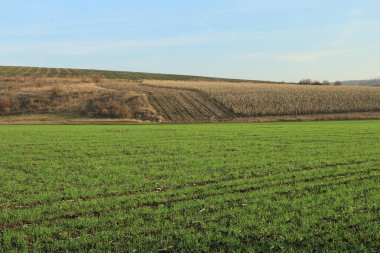 Güzel manzara, tarla ve mavi gökyüzü