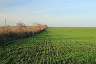 a view on a field of green grass and a blue sky with a clear spring day