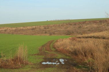 Tarlada bir ağacı olan güzel bir manzara.