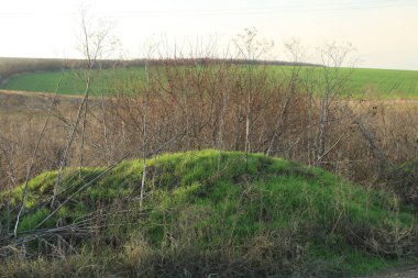 green meadow with trees and plants