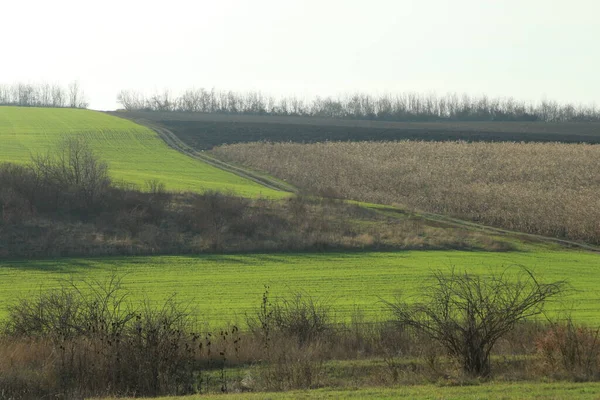 Yeşil tarla ve kırsalda bir ağaç.