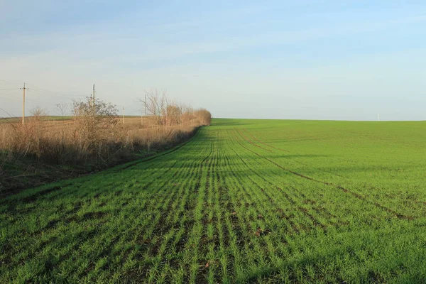 Yeşil çimlerin üzerinde bir manzara ve açık bir bahar günü mavi bir gökyüzü.