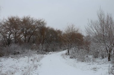 Kış manzarası, karla kaplı ağaçlar