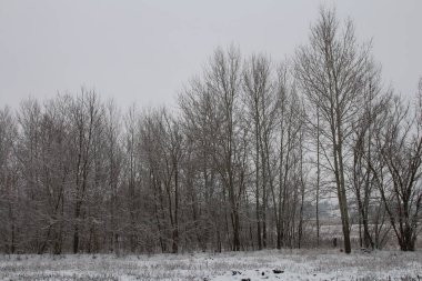 Karla kaplı ağaçlarla kaplı kış manzarası