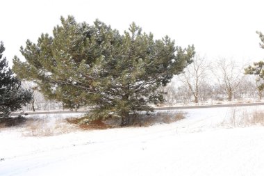 Kar ve ağaçlarla kaplı kış manzarası
