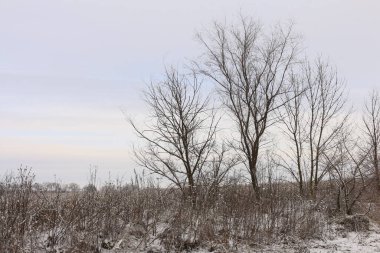 Kırsalda kışın çıplak gövdeli ağaçlar