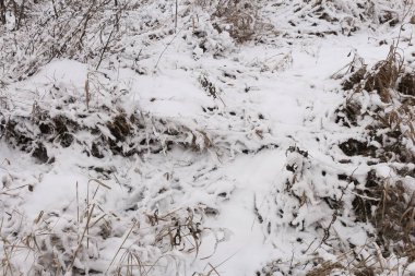 Karla kaplı ağaçlarla kaplı güzel kış manzarası