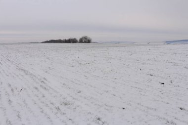 Karla kaplı ağaçlarla kaplı kış manzarası