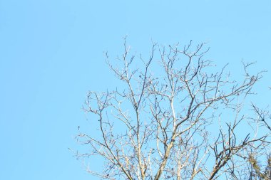 Ağaç dalları, bitki örtüsü ve doğa