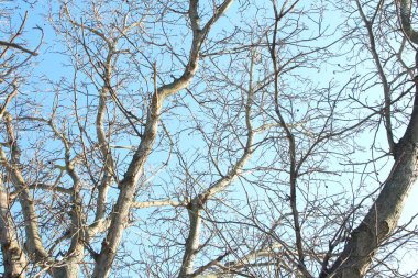 Bir ağacın dalları mavi gökyüzü arka planına karşı. Doğa.