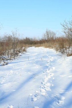 Güneşli bir kış manzarası.