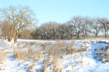 Kış manzarası, karla kaplı ağaçlar