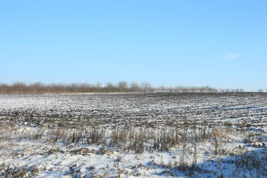 Kış tarlası, karla kaplı ağaçlar