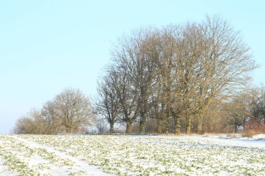 Ağaçlar ve karla kaplı kış manzarası