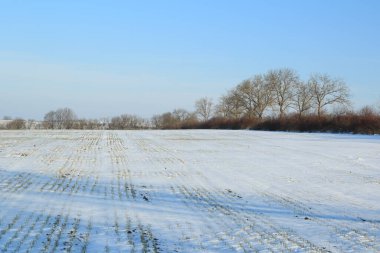 Kış tarlaları ve çayırları karla kaplı.