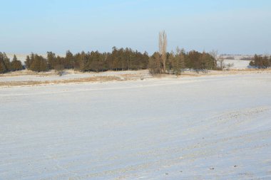 Kış ağaçları karla kaplı.