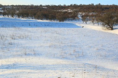 Ağaçların olduğu bir kış manzarası, bir sürü kar, güzel bir manzara, kış ormanı.