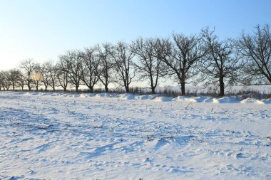 Karla kaplı ağaçlarla kaplı kış manzarası